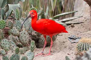 Roter Vogel aus dem Jurong Bird Park